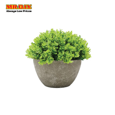 Decoration Plant with Pot